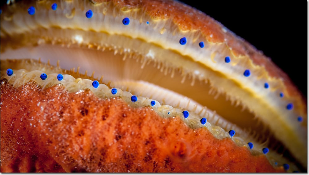 Scallops Do Have Eyes